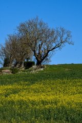 IH - The colours of Spring 