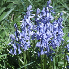 Brian - Bluebells in Hesketh Park
