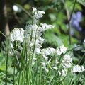 Brian - Bluebells (White) in Hesketh Park