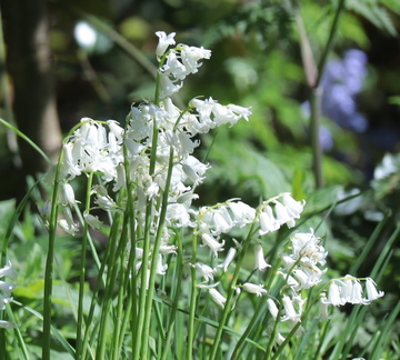 Brian - Bluebells (White) in Hesketh Park