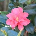 Brian - Camelia