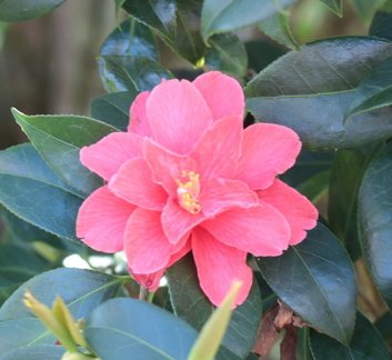 Brian - Camelia