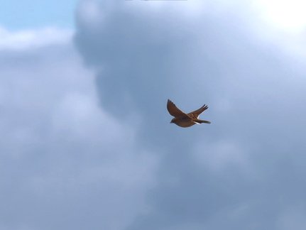 Brian - Skylark above Dunes