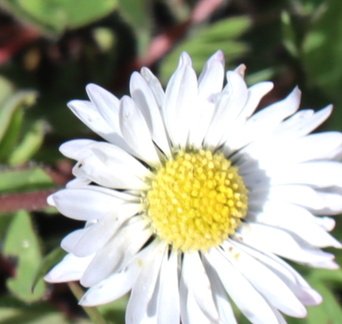 Brian - Daisy