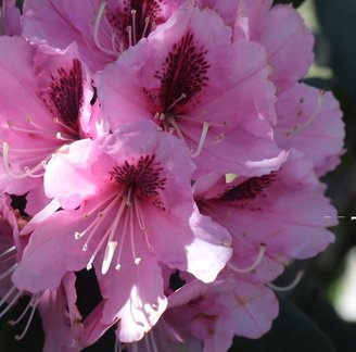 Brian - Rhododendrum