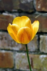 IH - Yellowy