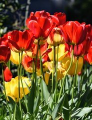 IH - Spring Bling