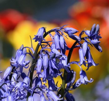 IH - Blue Not Blue