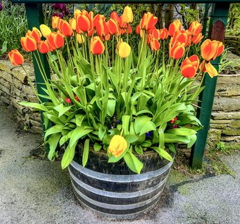 MarieM - Tulips Botanic Gardens