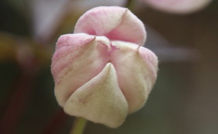 Sylvia1 - Spring in bud
