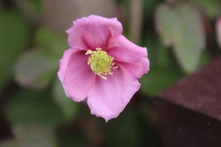 Sylvia2 - Spring