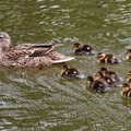 AllanJ - Mother taking the chicks for their  first trip , Lancaster Canal 
