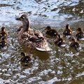 Allanj - Chicks find their swimming feet, Lancaster canal 30-04-2024
