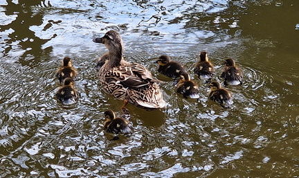 Allanj - Chicks find their swimming feet, Lancaster canal 30-04-2024