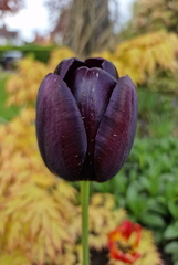 AllanJ - Purple Tulip Cheshire gardens 26-04-2024