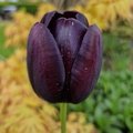 AllanJ - Purple Tulip Cheshire gardens 26-04-2024