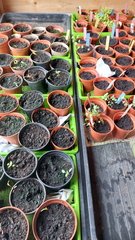 growing veg and fruit