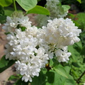 White Lilac in garden 