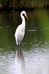 AnneJ - Great White Egret at Burton Mere