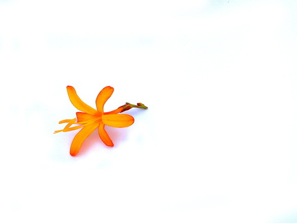 SteveB, Crocosmia on white cloth