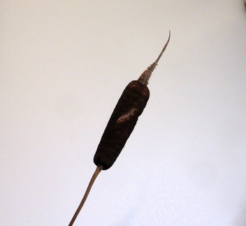 Brian - Bullrush