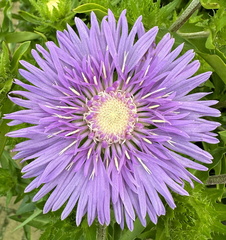 Sharon - Stokesia-Peaches Pick