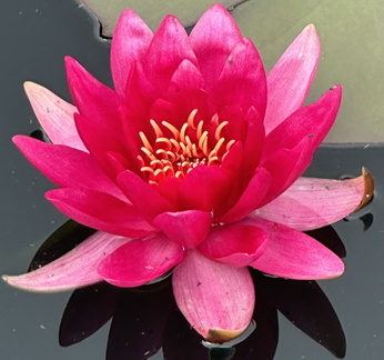 Sharon - Water Lily at Bodnant Gardens