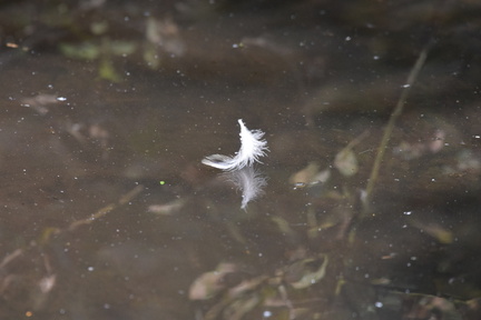 AnneJ - Feather on pond