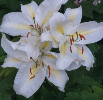 Hazel - flower show