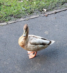Hazel - duck at botanical gardens with boyfriend and his friends too