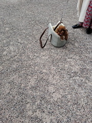 AnneJ - Tiny dog at Eaton Hall