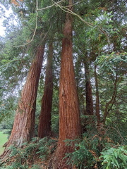 Anne - Redwood trees at Biddulph gardens