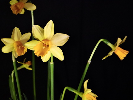 JH1 - Daffodils