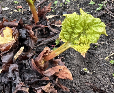 RoseM - new Rhubarb growth