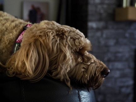 PeteL. Layla has a new collar