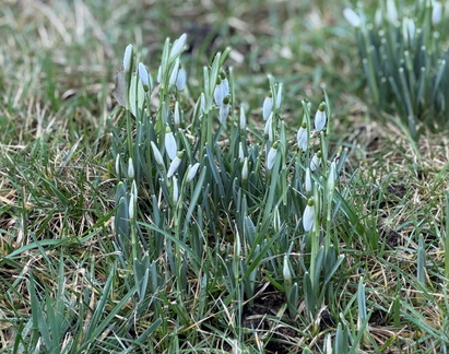 RonT - Snowdrops 