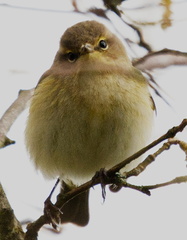 IH - Extreme Chiffchaff