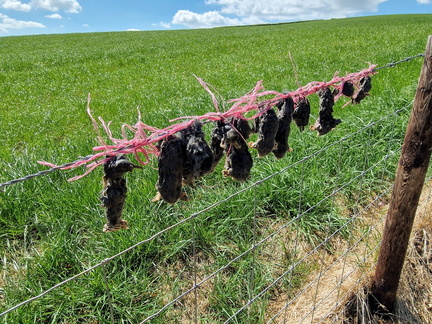 AlanJ - How many Rats, a hanging ? Arkholme  Village, Lune Valley