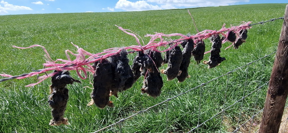 AlanJ - How many Rats a hanging ? Arkholme  Village Lune valley