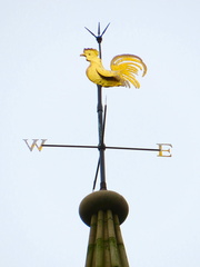 Golden Cockerel - Jenny