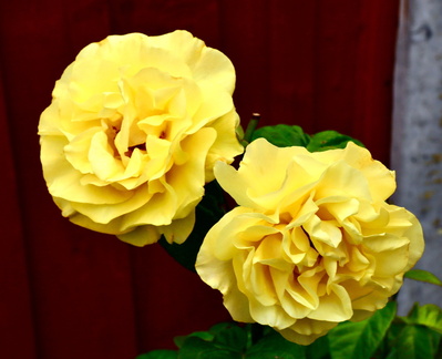 2 - Golden Wedding Rose