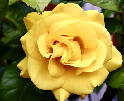 3 - Golden Wedding Rose
