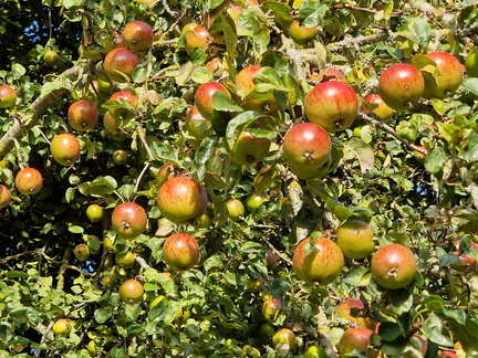 AJ 1 Autumn harvest at Chatsworth House 11-10-2025