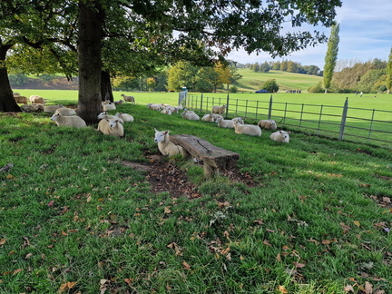 AJ3 Autumn rest time for the sheep