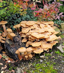 AJ4 Longridge fell woods 13-10-2025