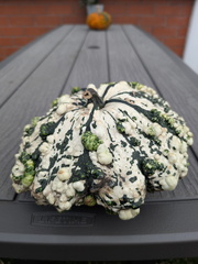 Carl_Cross_Not_a_Pumpkin