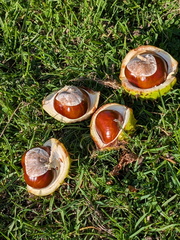 Carl_Cross_Conkers