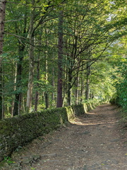 Carl_Cross_Dappled_Path