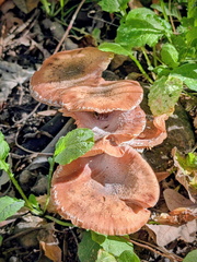 Carl_Cross_More_Fungi