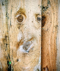 IH - Faithful old Spot